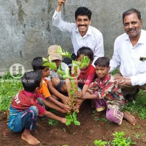 Tree plantation