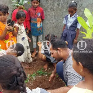 Tree plantation