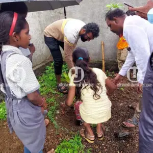 Tree plantation