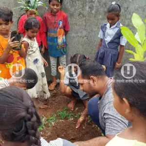 Tree plantation